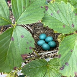 Meet your Posher, Phil